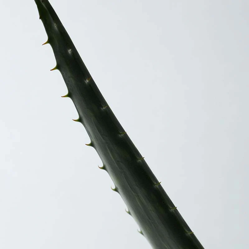 Soothing Aloe Vera Gel - Image 14